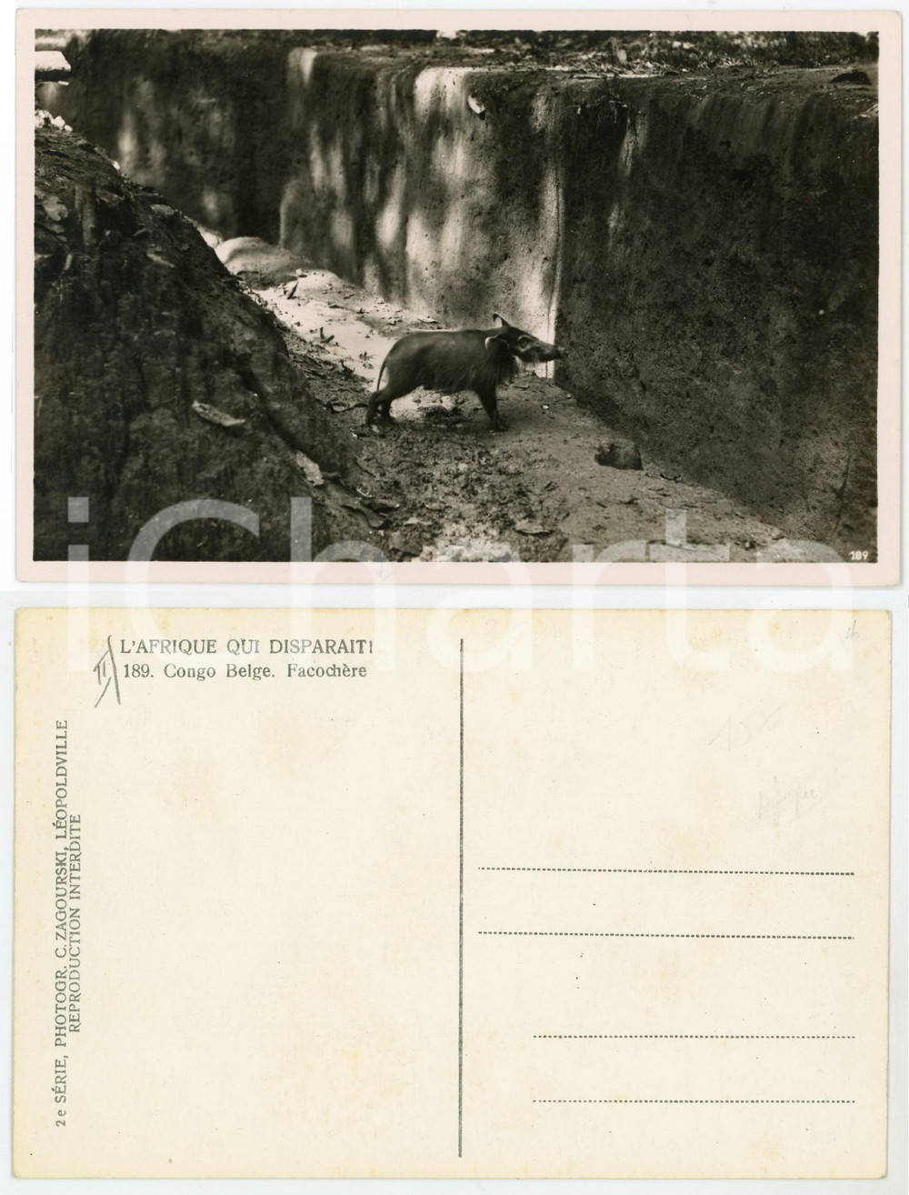 1930 ZAGOURSKI «L'Afrique qui disparaît» CONGO BELGE Facochère *Postcard 190 (3)  Fotocartolina postale d'epoca, appartenente alla 2^serie &laquo;L'Afrique qui dispara&icirc;t&raquo; del fotografo Casimir Zagourski (L&eacute;opoldville).N&deg;190, non viaggiata.CONDIZIONI: GFORMATO: 14x9 cm     originale e autentica 1