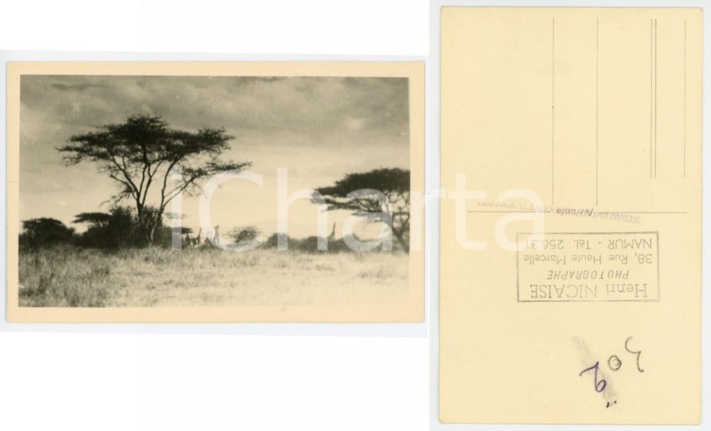 1930 ZAGOURSKI «L'Afrique qui disparaît» KENIA - Des girafes *Postcard n.193  Fotocartolina postale d'epoca, appartenente alla 2^serie &laquo;L'Afrique qui dispara&icirc;t&raquo; del fotografo Casimir Zagourski (L&eacute;opoldville).N&deg;193, non viaggiata.CONDIZIONI: GFORMATO: 14x9 cm    originale e autentica 1