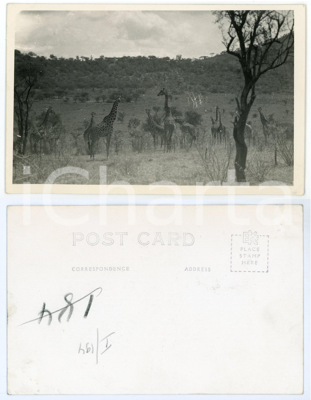 1930 C. ZAGOURSKI «L'Afrique qui disparaît» KENIA - Des girafes *Postcard 194  Fotocartolina postale d'epoca, appartenente alla 2^serie &laquo;L'Afrique qui dispara&icirc;t&raquo; del fotografo Casimir Zagourski (L&eacute;opoldville).N&deg;194, non viaggiata.CONDIZIONI: GFORMATO: 14x9 cm    originale e autentica 1