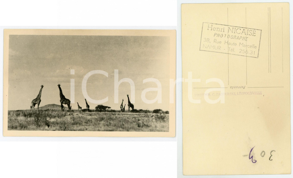1930 C. ZAGOURSKI «L'Afrique qui disparaît» KENIA - Des girafes *Postcard n.195  Fotocartolina postale d'epoca, appartenente alla 2^serie &laquo;L'Afrique qui dispara&icirc;t&raquo; del fotografo Casimir Zagourski (L&eacute;opoldville).N&deg;195, non viaggiata.CONDIZIONI: G FORMATO: 14x9 cm     originale e autentica 1