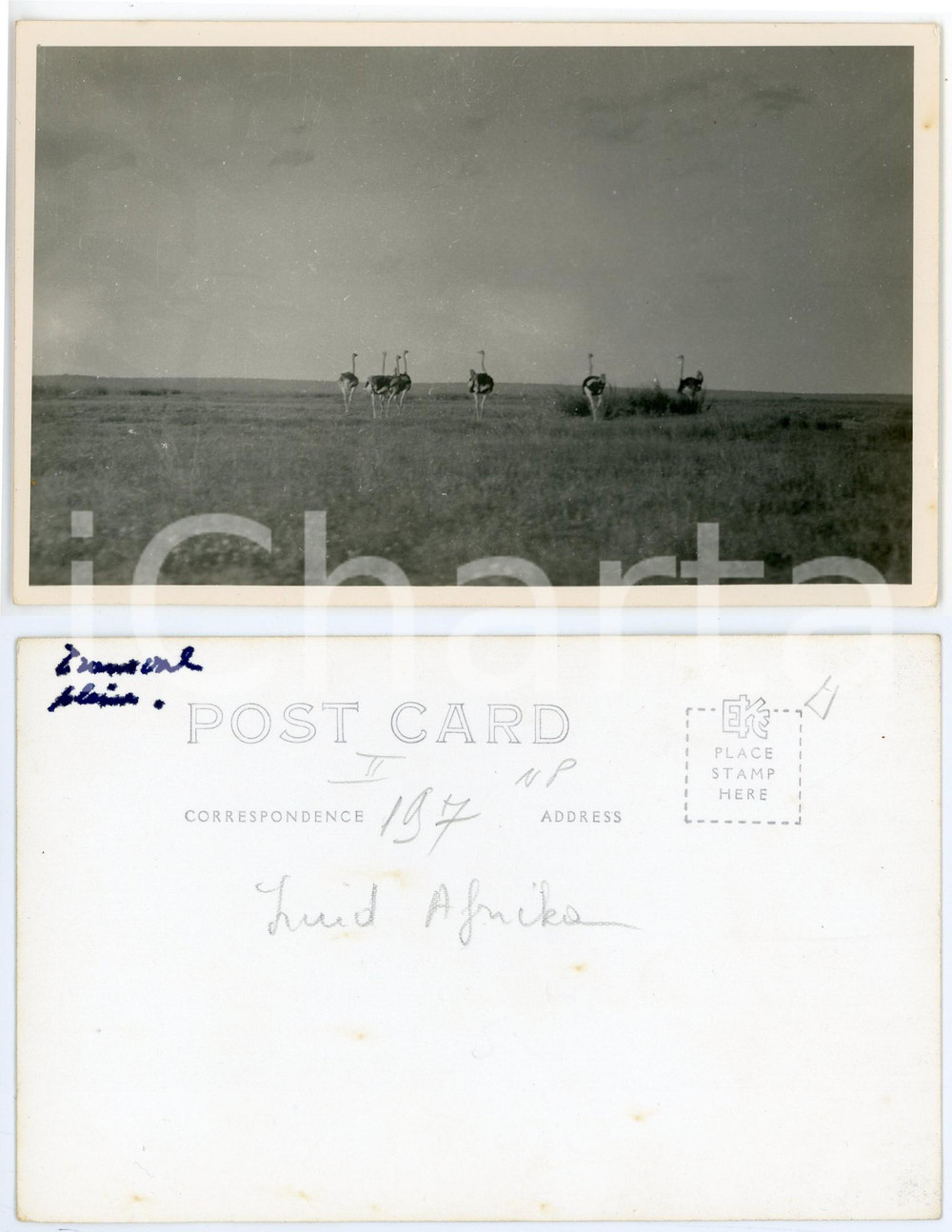 1930 C. ZAGOURSKI «L'Afrique qui disparaît» KENIA - Des autruches *Postcard 197  Fotocartolina postale d'epoca, appartenente alla 2^serie &laquo;L'Afrique qui dispara&icirc;t&raquo; del fotografo Casimir Zagourski (L&eacute;opoldville).N&deg;197, non viaggiata.CONDIZIONI: G FORMATO: 14x9 cm     originale e autentica 1