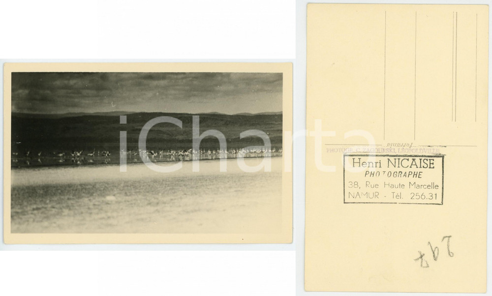 1930 C. ZAGOURSKI «L'Afrique qui disparaît» Lac NAKURU Flamants *Postcard 198  Fotocartolina postale d'epoca, appartenente alla 2^serie «L'Afrique qui disparaît» del fotografo Casimir Zagourski (Léopoldville).N°198, non viaggiata. FAIR/discreto  Formato: 14x9 cm originale e autentica 1