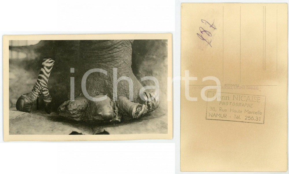 Cartolina originale da collezione 1930 ZAGOURSKI L Afrique qui disparaÃ®t Maladies des pointes chez les Ã©lÃ©phantes 1