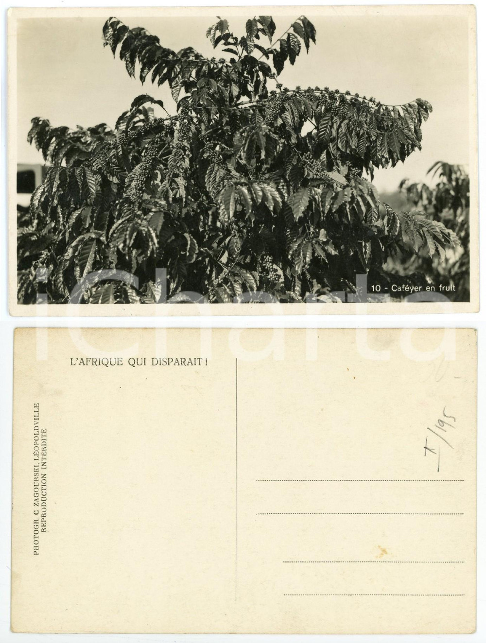 1930 ca ZAGOURSKI «L'Afrique qui disparaît» Caféier en fruits - Postcard  Fotocartolina postale d'epoca, appartenente alla serie &laquo;L'Afrique qui dispara&icirc;t&raquo; del fotografo Casimir Zagourski (L&eacute;opoldville).Non viaggiata.CONDIZIONI: GFORMATO: 14x9 cm     originale e autentica 1