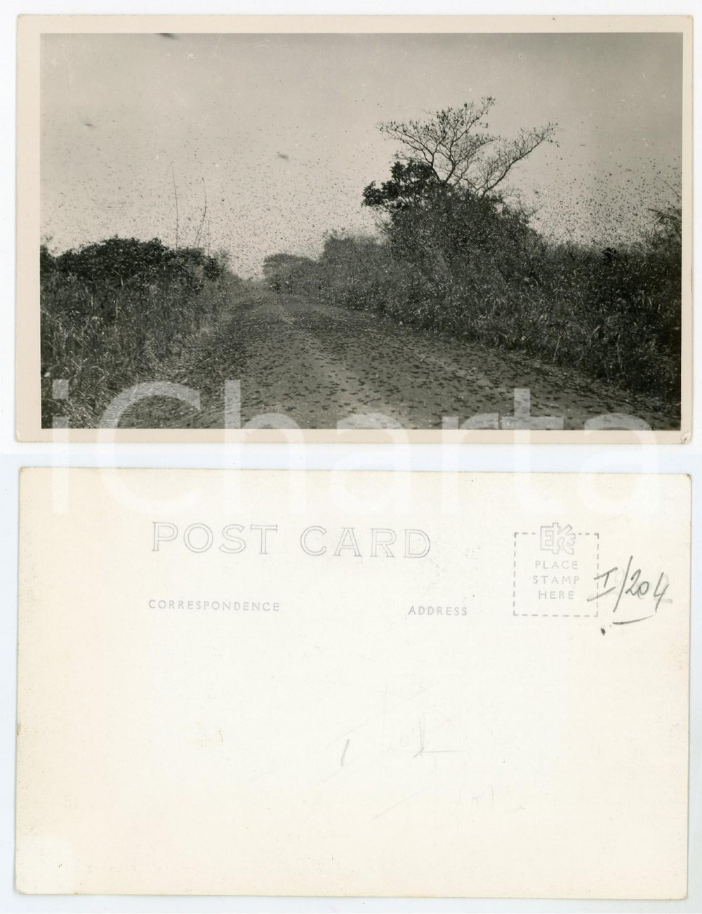 1920 ca AFRICA Road in the middle of the savan - Postcard FP NV  Cartolina postale d'epoca, non viaggiata.CONDIZIONI: POOR (piegatura verticale al margine sinistro)FORMATO: FP    originale e autentica 1