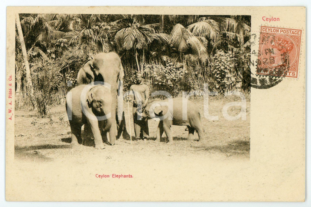 1900 ca CEYLON - SRI LANKA Elephants - Vintage Postcard FP VG Cartolina postale d'epoca, viaggiata. CONDIZIONI: FAIRFORMATO: FP    originale e autentica 1