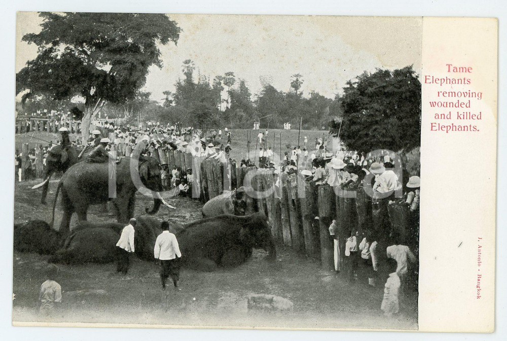 1900ca THAILANDIA Tame elephants removing wounded and killed elephants Postcard Cartolina postale d'epoca, non viaggiata. CONDIZIONI: POOR (alone all'angolo superiore destro, bruniture)FORMATO: FP    originale e autentica 1