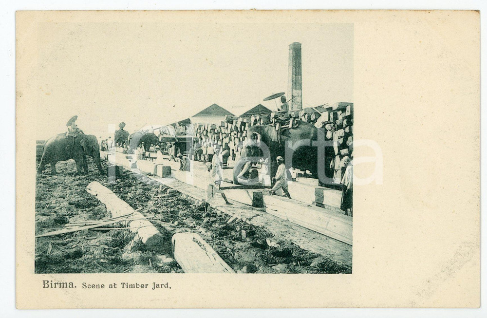 1900 ca BIRMA - MYANMAR Scene at Timber Jard - Elephant workers - Postcard FP NV Cartolina postale d'epoca,  non viaggiata. CONDIZIONI: FAIRFORMATO: FP    originale e autentica 1