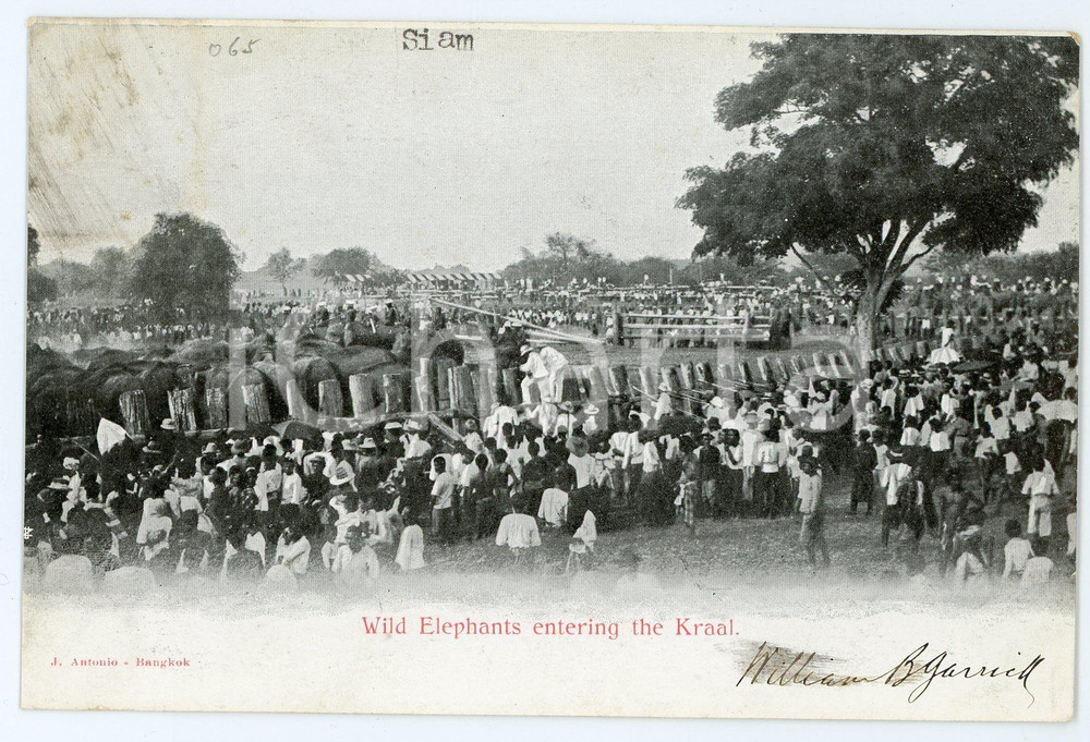 1900ca SIAM - THAILANDIA Wild elephants entering the Kraal - Vintage Postcard FP Cartolina postale d'epoca, viaggiata. CONDIZIONI: FAIRFORMATO: FP    originale e autentica 1