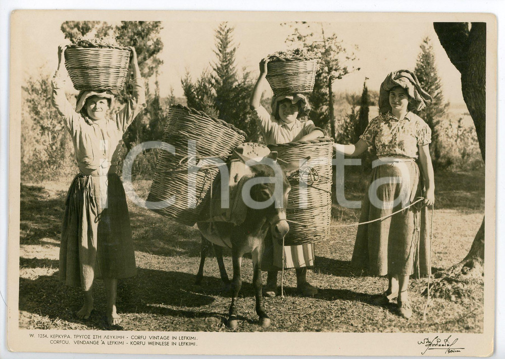 1930 ca CORFU GREECE Vintage in LEFKIMI Womane with donkey and grapes - Postcard Cartolina d'epoca, non viaggiata. FAIR/discreto Lievi smussature agli angoli, piegatura all'angolo superiore destro Formato: FG originale e autentica 1