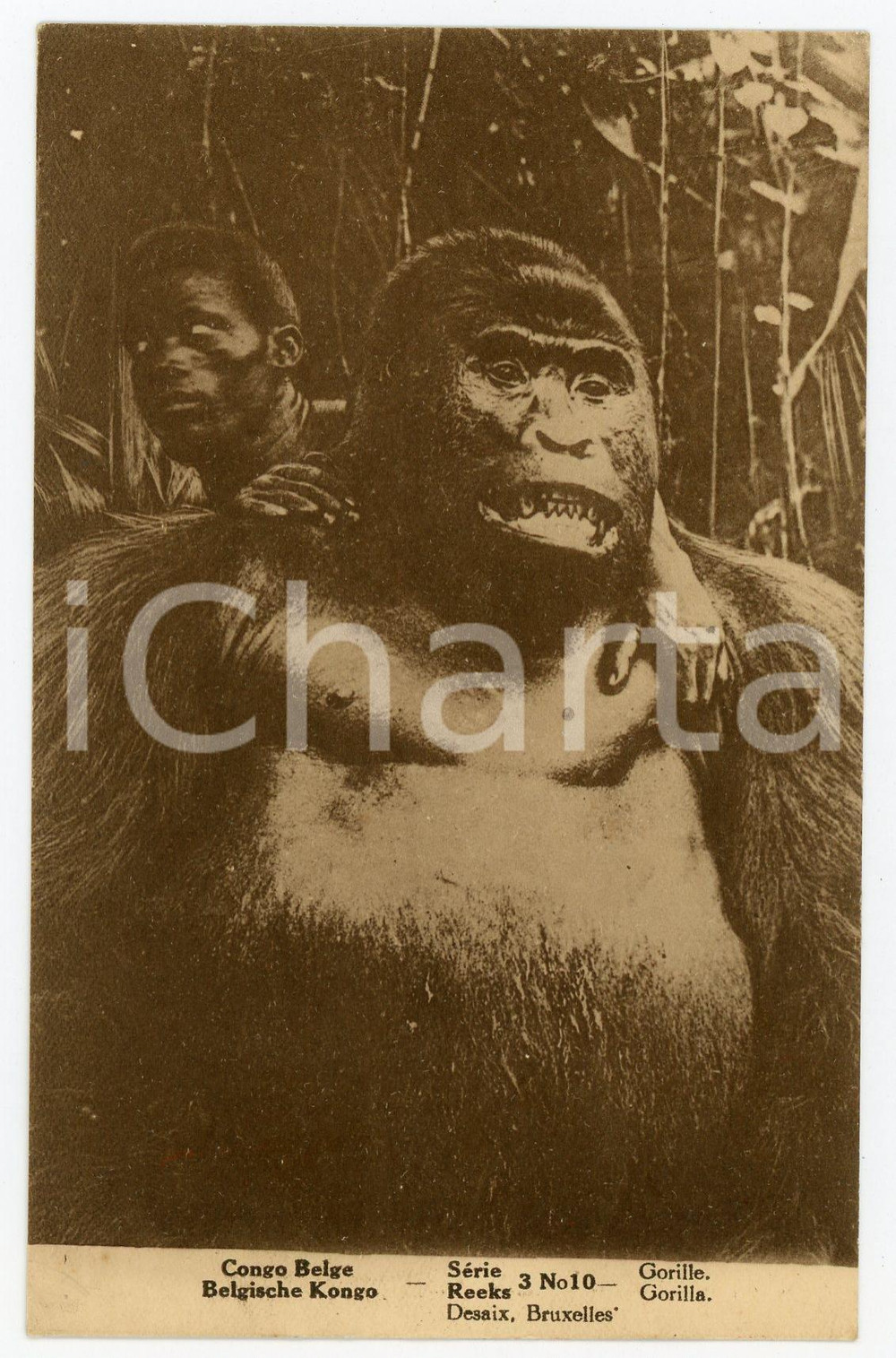 1910 ca COSTUMES CONGO BELGE Gorille - Carte postale Série REEKS  Cartolina postale d'epoca, non viaggiata.CONDIZIONI: GFORMATO: FP    originale e autentica 1