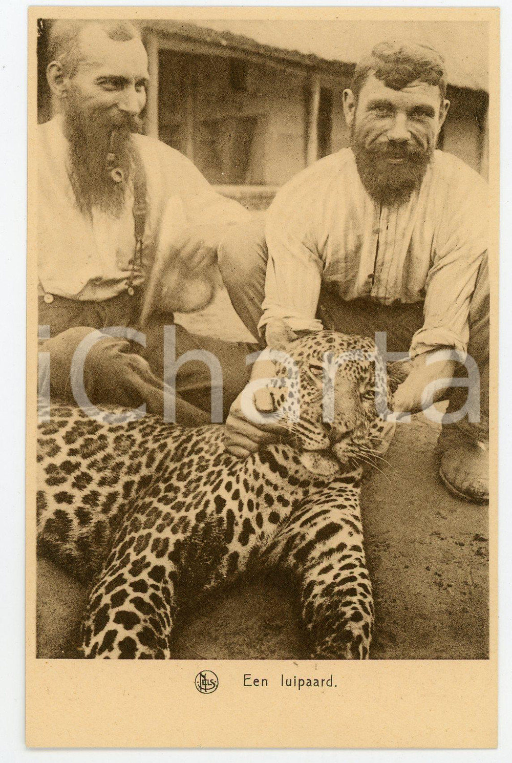 1920 ca CONGO BELGA - CACCIA - Europei con leopardo ucciso - Cartolina vintage  Cartolina postale d'epoca, non viaggiata.CONDIZIONI: GFORMATO: FP    originale e autentica 1