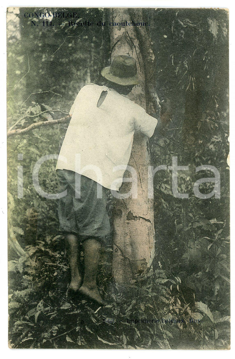 1903 CONGO BELGE) Récolte du caoutchoue - Carte postale FP VG  Cartolina postale d'epoca, viaggiata.CONDIZIONI: POOR (lievi abrasioni ai margini)FORMATO: FP    originale e autentica 1