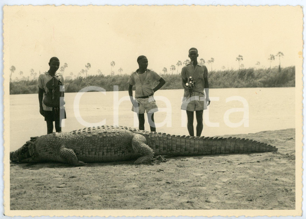 1930 ca USUMBURA - BURUNDI Chasseurs avec alligator capturé - Carte postale RPPC  Cartolina postale d'epoca, non viaggiata.FOTOGRAFO: J.P. Ceuppens, Usumbora CONDIZIONI: FAIRFORMATO: FG    originale e autentica 1