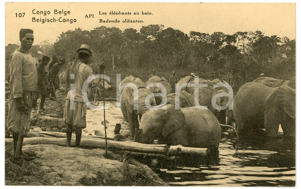 1924 CONGO BELGE Les élèphants au bain - Carte postale FP VG  Cartolina postale d'epoca, viaggiata.CONDIZIONI: FAIRFORMATO: FP    originale e autentica 1