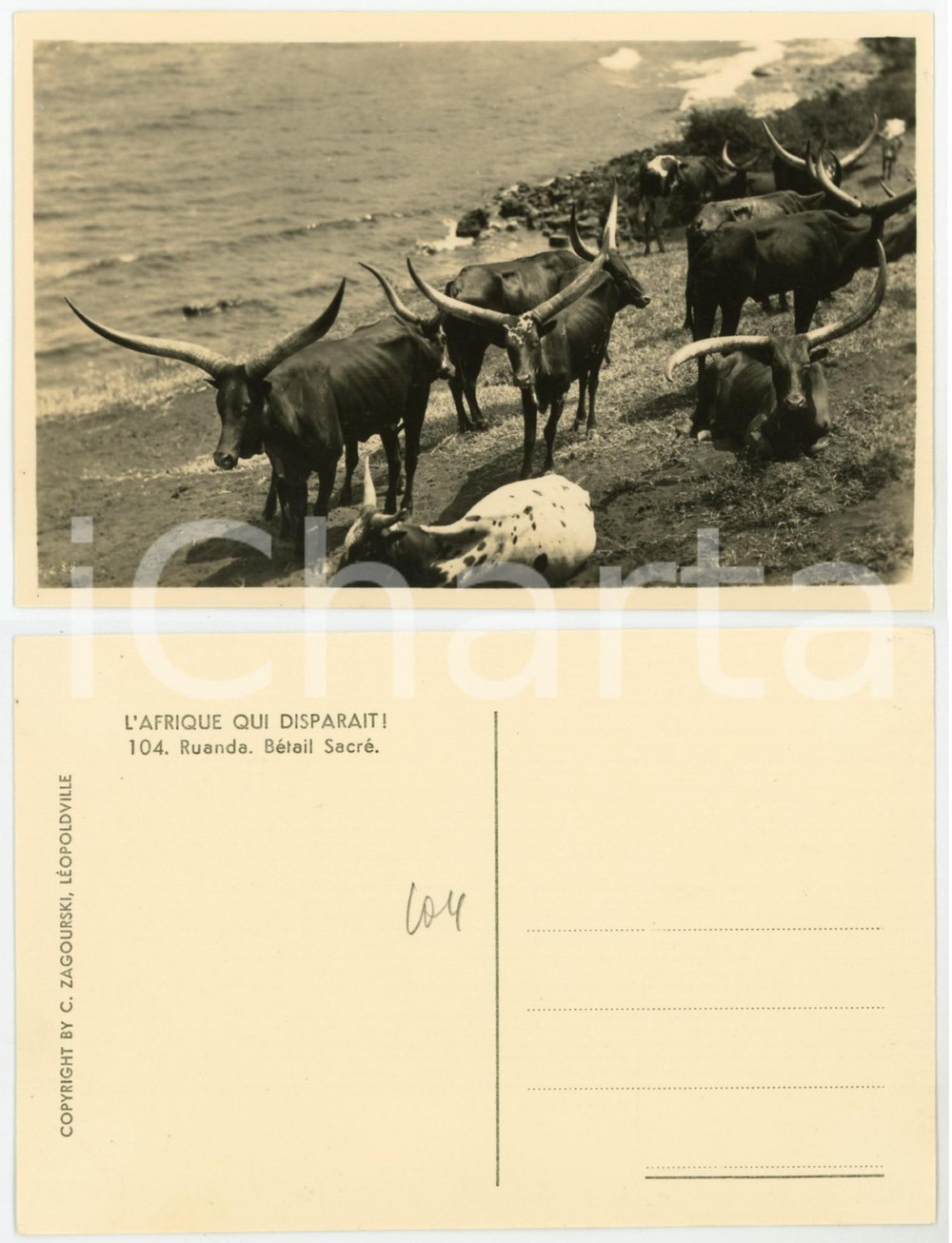 Cartolina originale da collezione 1930 ca C. ZAGOURSKI Â«L Afrique qui disparaÃ®tÂ» RUANDA  BÃ©tail sacrÃ©  Postcard 1
