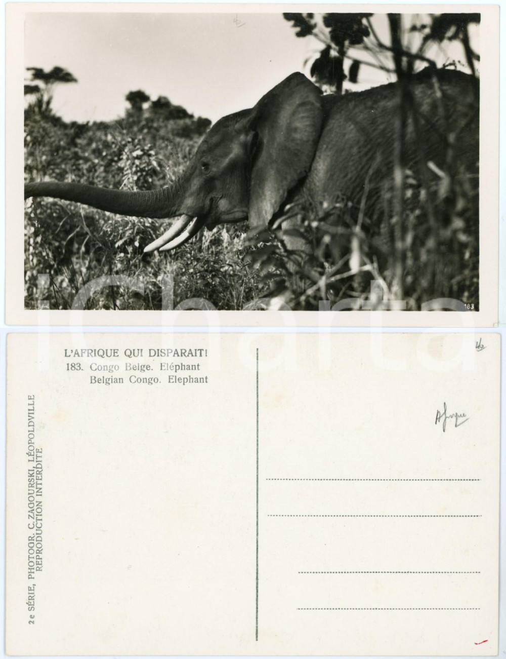 Cartolina originale da collezione 1930 ca C. ZAGOURSKI Â«L Afrique qui disparaÃ®tÂ» CONGO BELGE  ElÃ©phant  Postcard 1