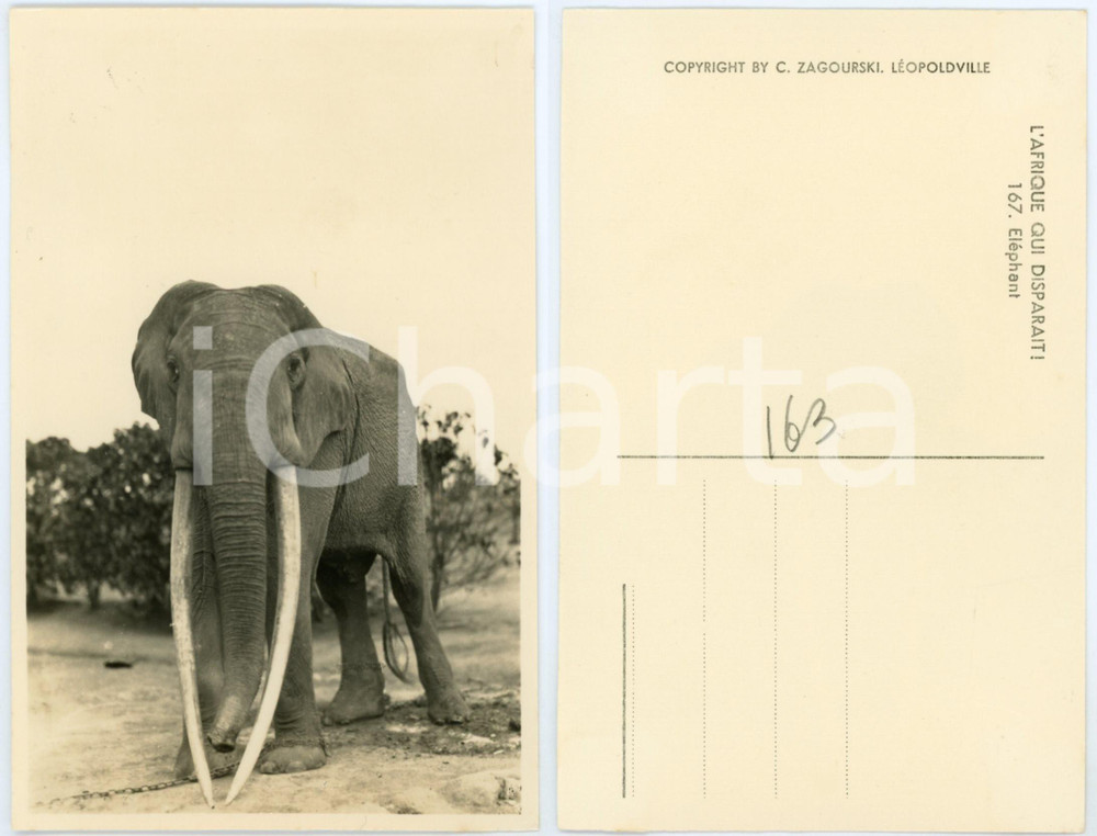 1930 ca C. ZAGOURSKI «L'Afrique qui disparaît» Eléphants *Postcard 167  Fotocartolina postale d'epoca, appartenente alla serie &laquo;L'Afrique qui dispara&icirc;t&raquo; del fotografo Casimir Zagourski (L&eacute;opoldville).N&deg; 167, non viaggiata.CONDIZIONI: G FORMATO: 9x14 cm    originale e autentica 1