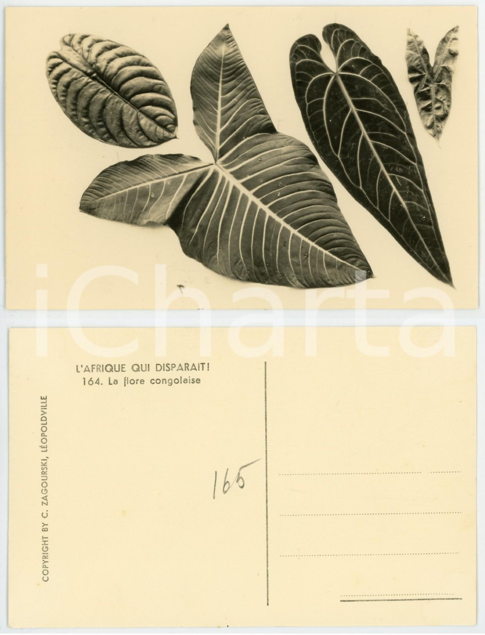 1930 C. ZAGOURSKI «L'Afrique qui disparaît» La flore congolaise *Postcard 164  Fotocartolina postale d'epoca, appartenente alla serie &laquo;L'Afrique qui dispara&icirc;t&raquo; del fotografo Casimir Zagourski (L&eacute;opoldville).N&deg; 164, non viaggiata.CONDIZIONI: G FORMATO: 14x9 cm    originale e autentica 1