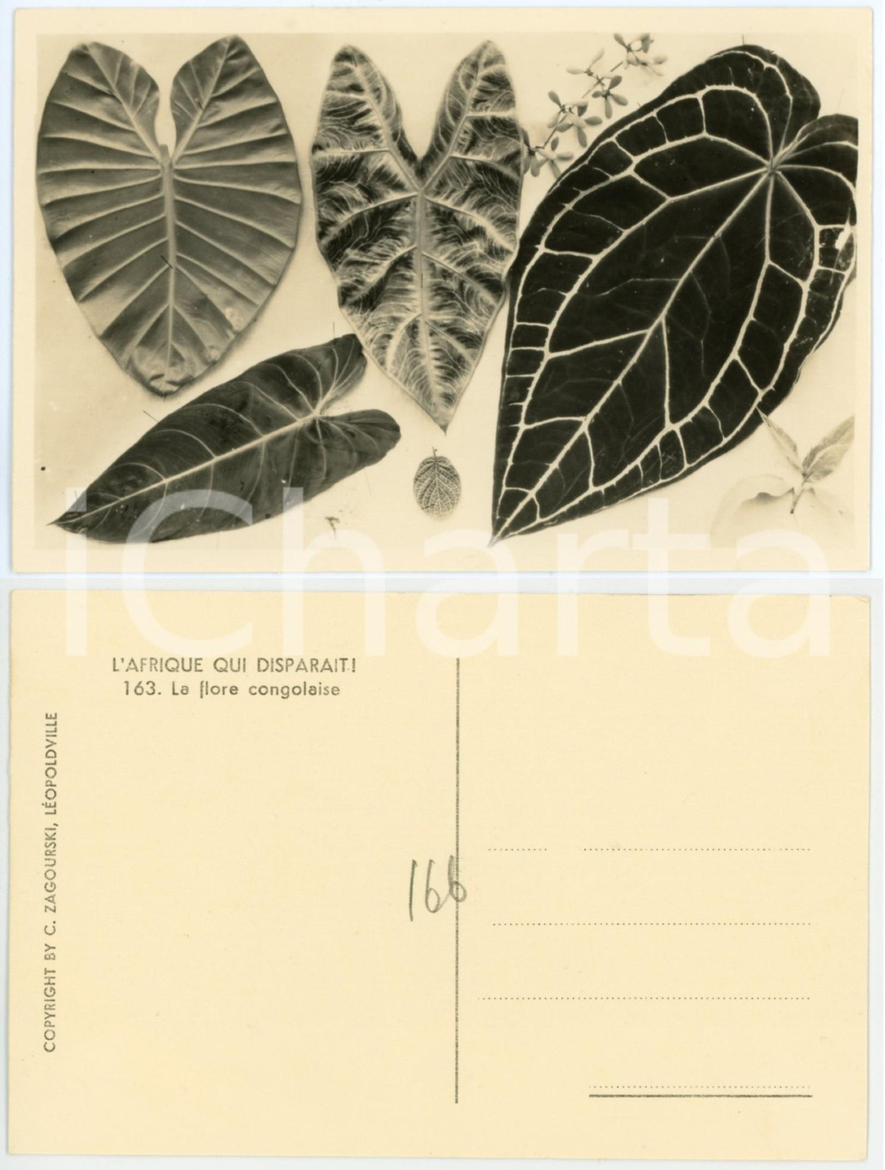 1930 C. ZAGOURSKI «L'Afrique qui disparaît» La flore congolaise *Postcard 163  Fotocartolina postale d'epoca, appartenente alla serie &laquo;L'Afrique qui dispara&icirc;t&raquo; del fotografo Casimir Zagourski (L&eacute;opoldville).N&deg; 163, non viaggiata.CONDIZIONI: G FORMATO: 14x9 cm    originale e autentica 1