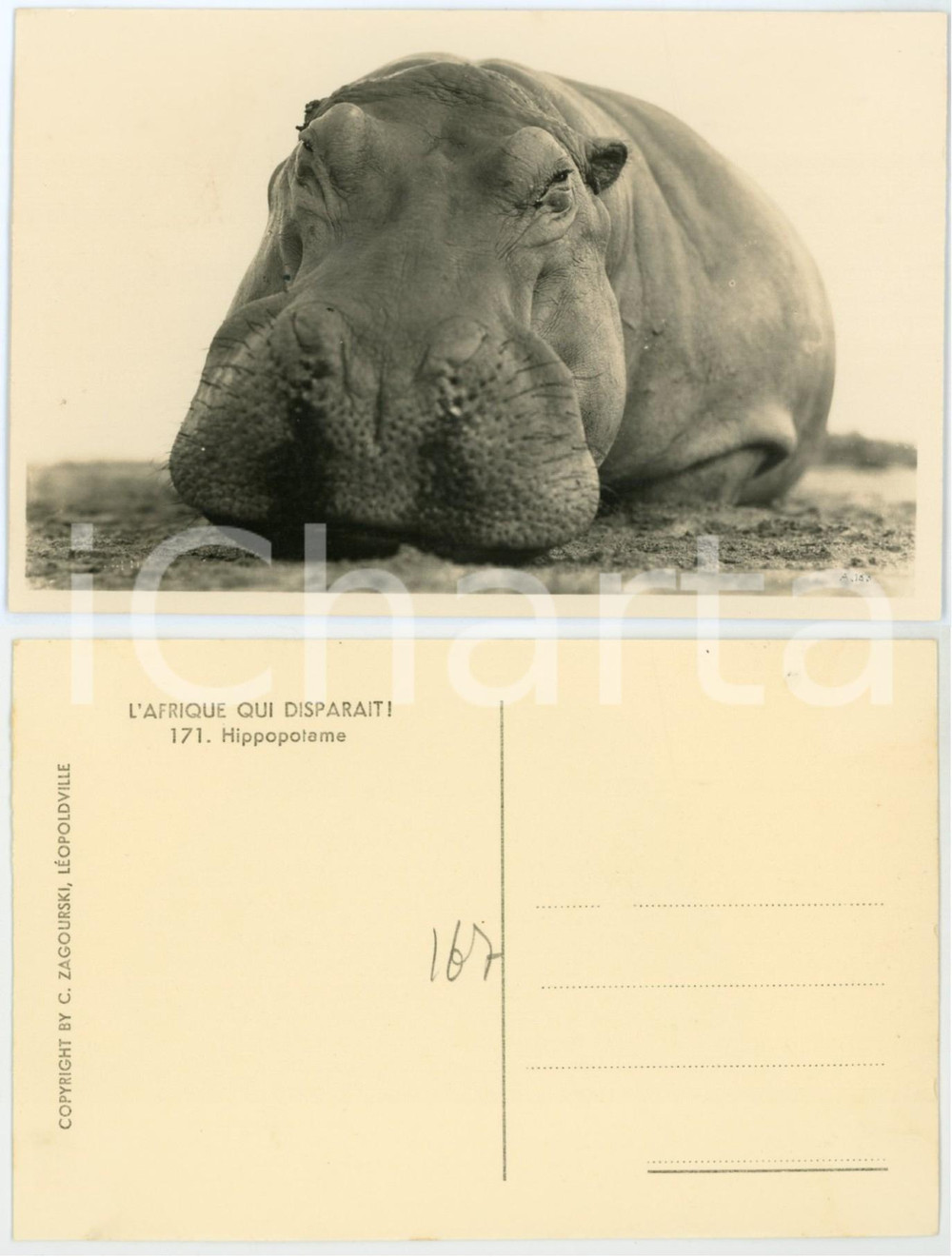 1930 C. ZAGOURSKI Â«L'Afrique qui disparaÃ®tÂ» Hippopotame - Postcard 171  Fotocartolina postale d'epoca, appartenente alla serie &laquo;L'Afrique qui dispara&icirc;t&raquo; del fotografo Casimir Zagourski (L&eacute;opoldville).N&deg; 171, non viaggiata.CONDIZIONI: G FORMATO: 14x9 cm    originale e autentica 1