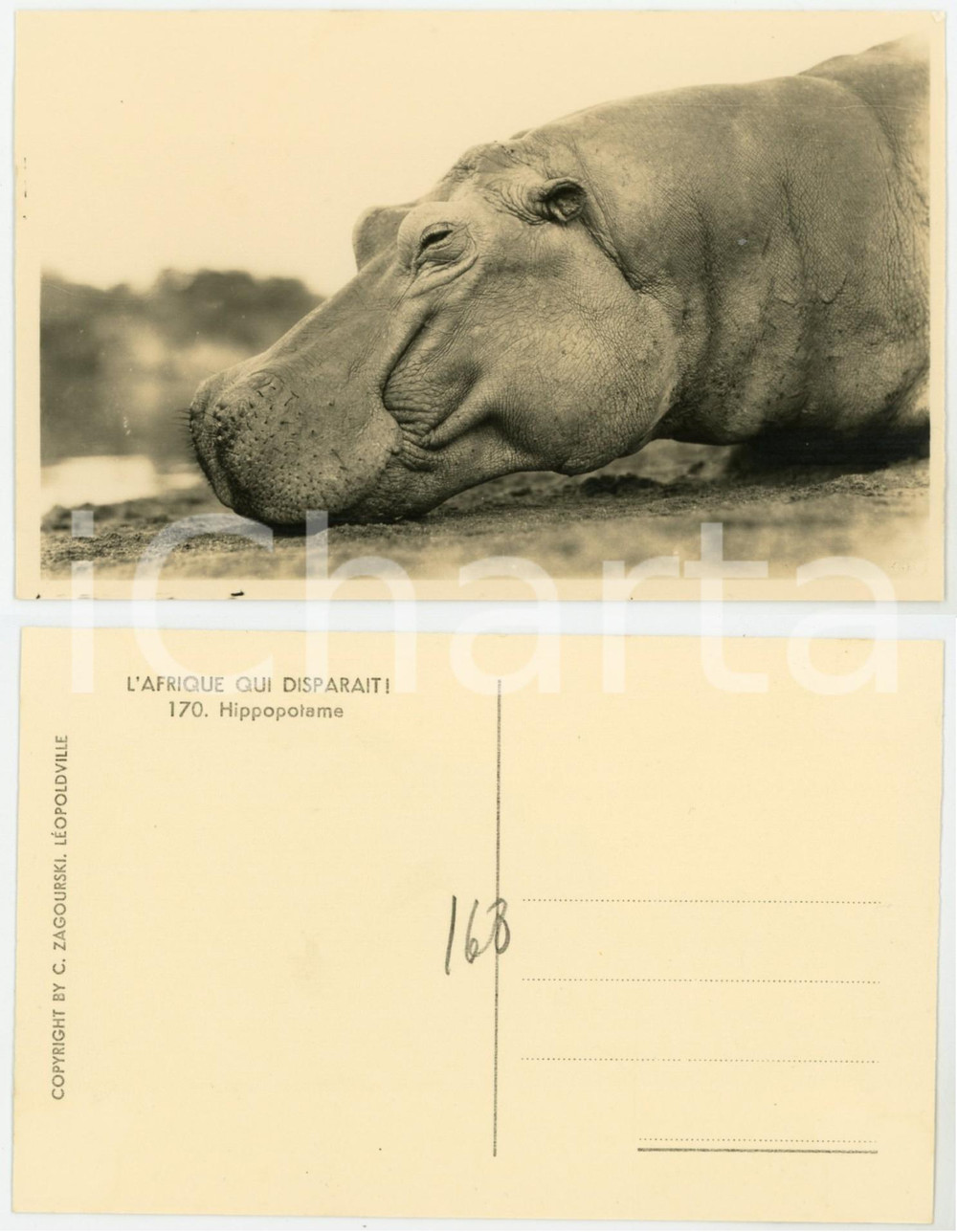1930 ca C. ZAGOURSKI «L'Afrique qui disparaît» Hippopotame - Postcard 170  Fotocartolina postale d'epoca, appartenente alla serie &laquo;L'Afrique qui dispara&icirc;t&raquo; del fotografo Casimir Zagourski (L&eacute;opoldville).N&deg; 170, non viaggiata.CONDIZIONI: G FORMATO: 14x9 cm    originale e autentica 1