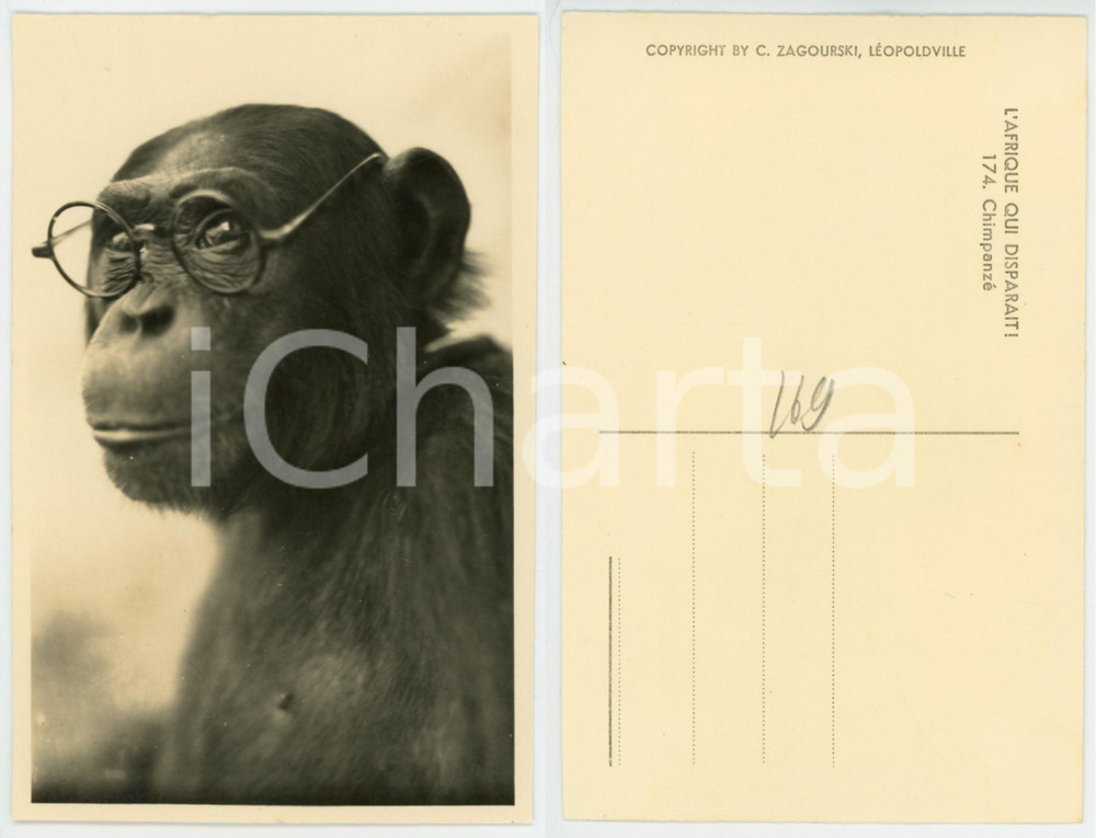 1930 ca C. ZAGOURSKI «L'Afrique qui disparaît» Chimpanzé avec des lunettes  Fotocartolina postale d'epoca, appartenente alla serie &laquo;L'Afrique qui dispara&icirc;t&raquo; del fotografo Casimir Zagourski (L&eacute;opoldville).N&deg; 174, non viaggiata.CONDIZIONI: G FORMATO: 9x14 cm    originale e autentica 1