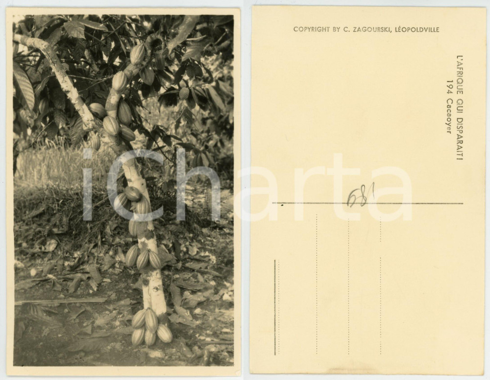1930 ca C. ZAGOURSKI «L'Afrique qui disparaît» Cacaoyer - Postcard n.194  Fotocartolina postale d'epoca, appartenente alla serie &laquo;L'Afrique qui dispara&icirc;t&raquo; del fotografo Casimir Zagourski (L&eacute;opoldville).N&deg;194, non viaggiata.CONDIZIONI: GFORMATO: 9x14 cm    originale e autentica 1