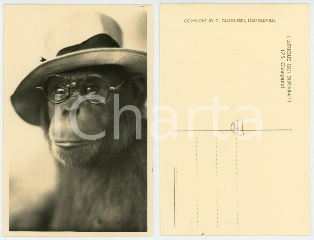 1930 ca ZAGOURSKI «L'Afrique qui disparaît» Chimpanzé avec des lunettes n°175  Fotocartolina postale d'epoca, appartenente alla serie &laquo;L'Afrique qui dispara&icirc;t&raquo; del fotografo Casimir Zagourski (L&eacute;opoldville).N&deg; 175, non viaggiata.CONDIZIONI: G FORMATO: 9x14 cm     originale e autentica 1