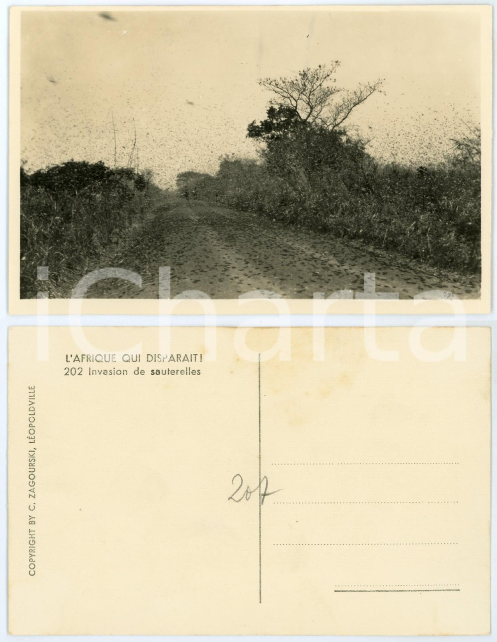 1930 ca C. ZAGOURSKI «L'Afrique qui disparaît» Invasion de sauterelles *Postcard  Fotocartolina postale d'epoca, appartenente alla serie &laquo;L'Afrique qui dispara&icirc;t&raquo; del fotografo Casimir Zagourski (L&eacute;opoldville).N&deg; 202, non viaggiata.CONDIZIONI: GFORMATO: 14x9 cm    originale e autentica 1