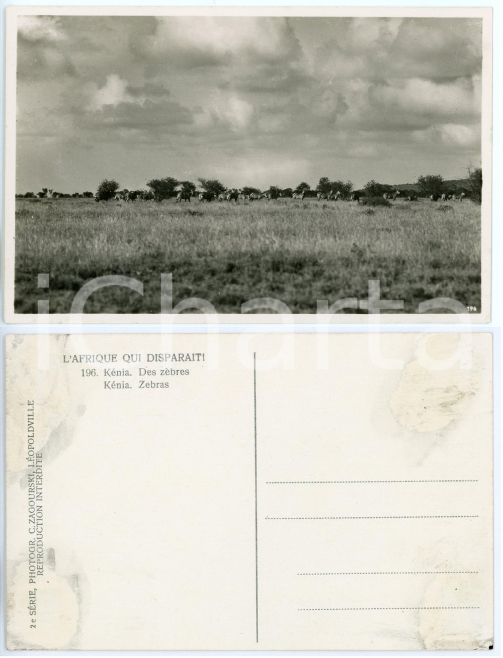 1930 C. ZAGOURSKI «L'Afrique qui disparaît» KENIA  - Zèbres *Postcard 196  Fotocartolina postale d'epoca, appartenente alla 2^serie &laquo;L'Afrique qui dispara&icirc;t&raquo; del fotografo Casimir Zagourski (L&eacute;opoldville).N&deg;196, non viaggiata.CONDIZIONI: FAIR (lievi macchie al verso)FORMATO: 14x9 cm    originale e autentica 1