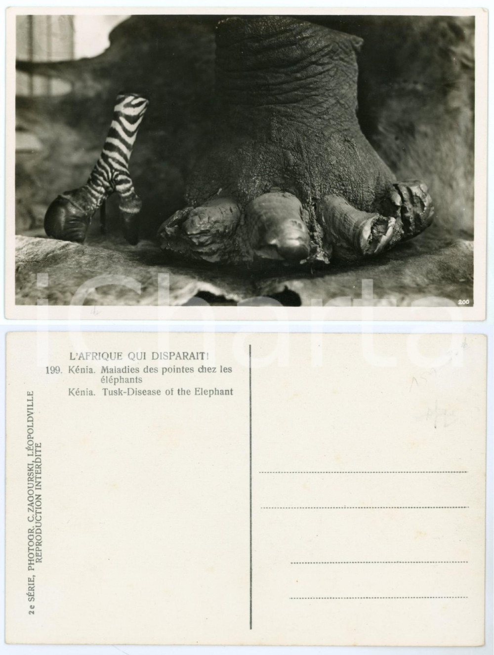 1930 C. ZAGOURSKI «L'Afrique qui disparaît» KENIA Maladie des pointes éléphants  Fotocartolina postale d'epoca, appartenente alla 2^serie &laquo;L'Afrique qui dispara&icirc;t&raquo; del fotografo Casimir Zagourski (L&eacute;opoldville).N&deg;199, non viaggiata.CONDIZIONI: GFORMATO: 14x9 cm    originale e autentica 1