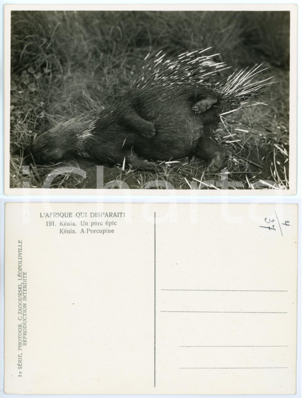 1930 C. ZAGOURSKI «L'Afrique qui disparaÃ®tÂ» KENIA - Porc-épic *Postcard 191  Fotocartolina postale d'epoca, appartenente alla 2^serie &laquo;L'Afrique qui dispara&icirc;t&raquo; del fotografo Casimir Zagourski (L&eacute;opoldville).N&deg;191, non viaggiata.CONDIZIONI: GFORMATO: 14x9 cm     originale e autentica 1