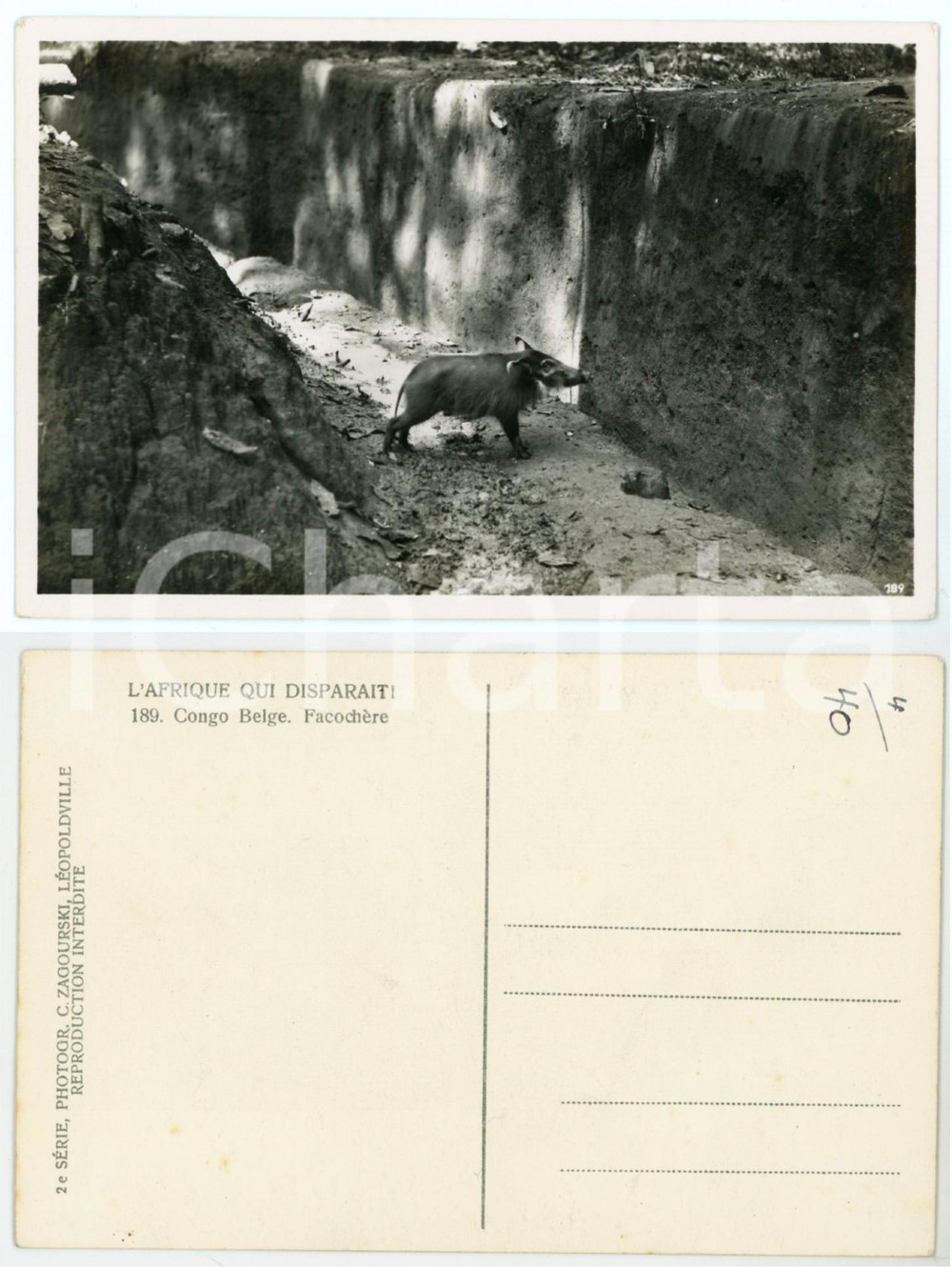 1930 C. ZAGOURSKI «L'Afrique qui disparaît» CONGO BELGE Facochère *Postcard 189  Fotocartolina postale d'epoca, appartenente alla 2^serie &laquo;L'Afrique qui dispara&icirc;t&raquo; del fotografo Casimir Zagourski (L&eacute;opoldville).N&deg;189, non viaggiata.CONDIZIONI: GFORMATO: 14x9 cm    originale e autentica 1