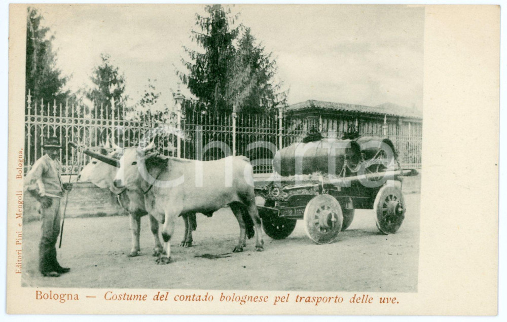 1900ca BOLOGNA Costume del contado bolognese pel trasporto delle uve - Cartolina  Cartolina postale d'epoca,  viaggiata. FAIR/discreto Lievi smussature agli angoli Formato: FP originale e autentica 1