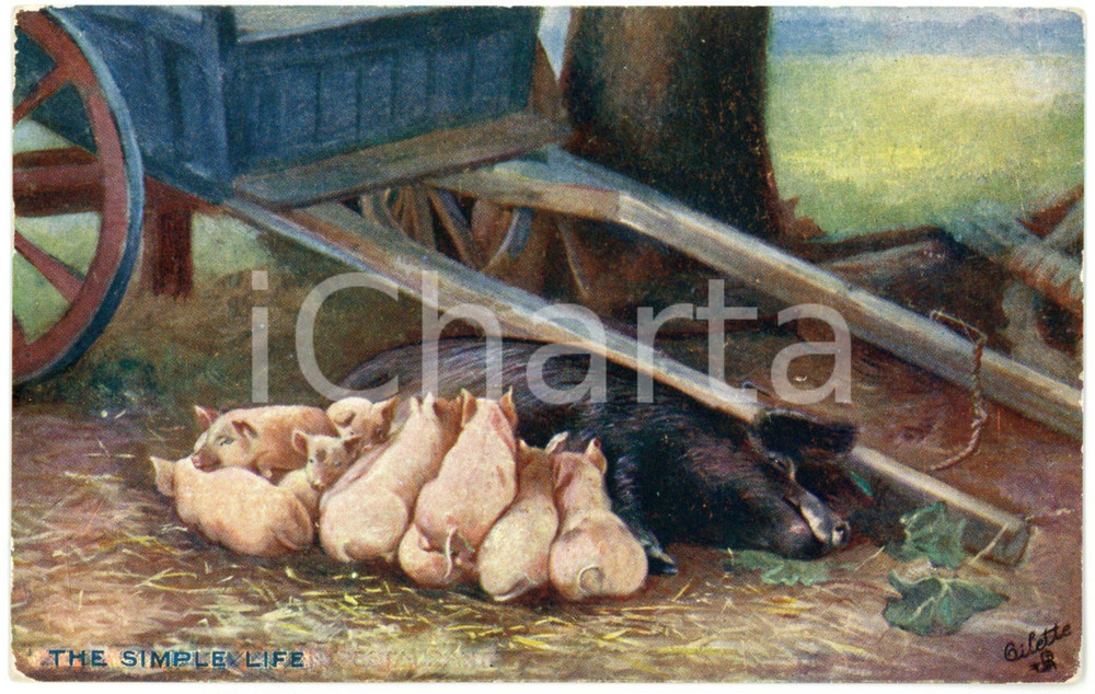 1910 ca SIMPLE LIFE Baby pigs eating from mother pig - Postcard ill. GILETTE  Cartolina postale d'epoca, non viaggiata.CONDIZIONI: F (leggera piegatura all'angolo destro superiore; smussature agli angoli e nella parte centrale superiore al verso)FORMATO: FP    originale e autentica 1