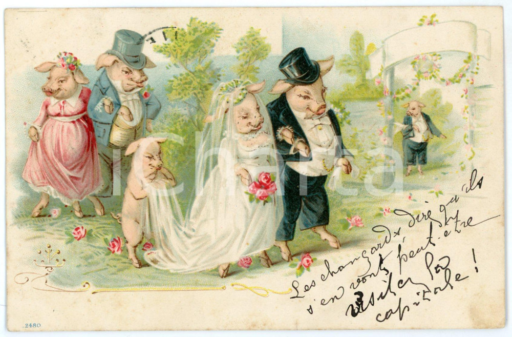1901 HUMOUR Pigs wedding ceremony - Vintage postcard Cartolina postale d'epoca, viaggiata.CONDIZIONI: G (ma lievi tracce di umidit&agrave; al lato inferiore)FORMATO: FP    originale e autentica 1