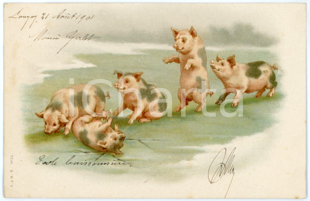 1901 ANIMALS Pigs rolling around - Vintage postcard  Cartolina postale d'epoca, viaggiata.CONDIZIONI: GFORMATO: FP    originale e autentica 1