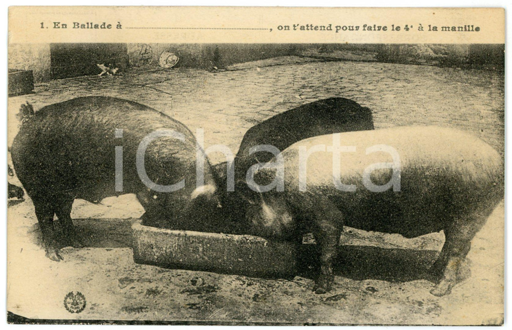 1910 ca HUMOUR On t'attend pour faire le 4° à la manille - Pigs - Postcard  Cartolina postale d'epoca, non viaggiata.CONDIZIONI: GFORMATO: FP    originale e autentica 1