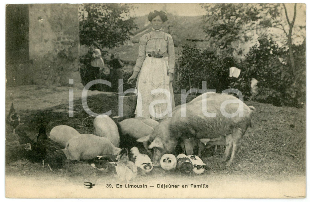 1915 LIMOUSIN - FRANCE Déjeuner en familie - Cochons et poulets - Carte postale  Cartolina postale d'epoca, non viaggiata. FAIR/discreto Lievi smussature agli angoli Formato: FP originale e autentica 1