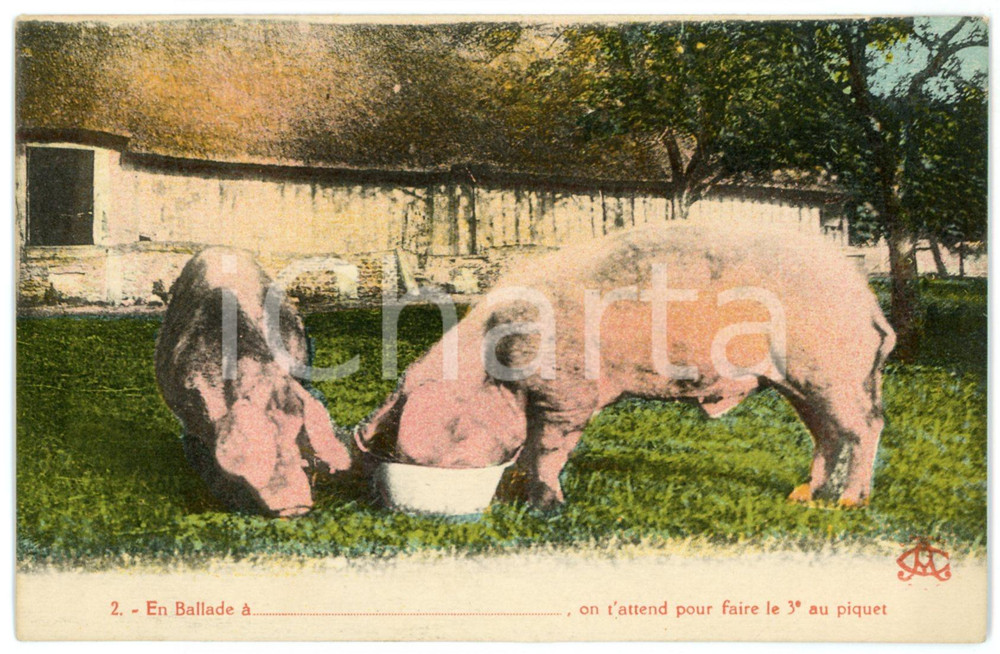 1910 ca FRANCE Two pigs eating - Postcard FP NV  Cartolina postale d'epoca, non viaggiata.CONDIZIONI: FAIRFORMATO: FP    originale e autentica 1