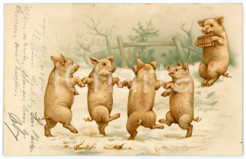 1901a HUMOUR Pigs dancing - Anthropomorphic - Illustrated Postcard FP VG  Cartolina postale d'epoca, viaggiata.CONDIZIONI: FAIR FORMATO: FP    originale e autentica 1