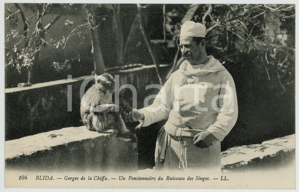 1910 BLIDA Gorges de la CHIFFA Pensionnaire du Ruisseau des Singes Carte postale  Cartolina postale d'epoca, non viaggiata.CONDIZIONI: FAIRFORMATO: FP    originale e autentica 1