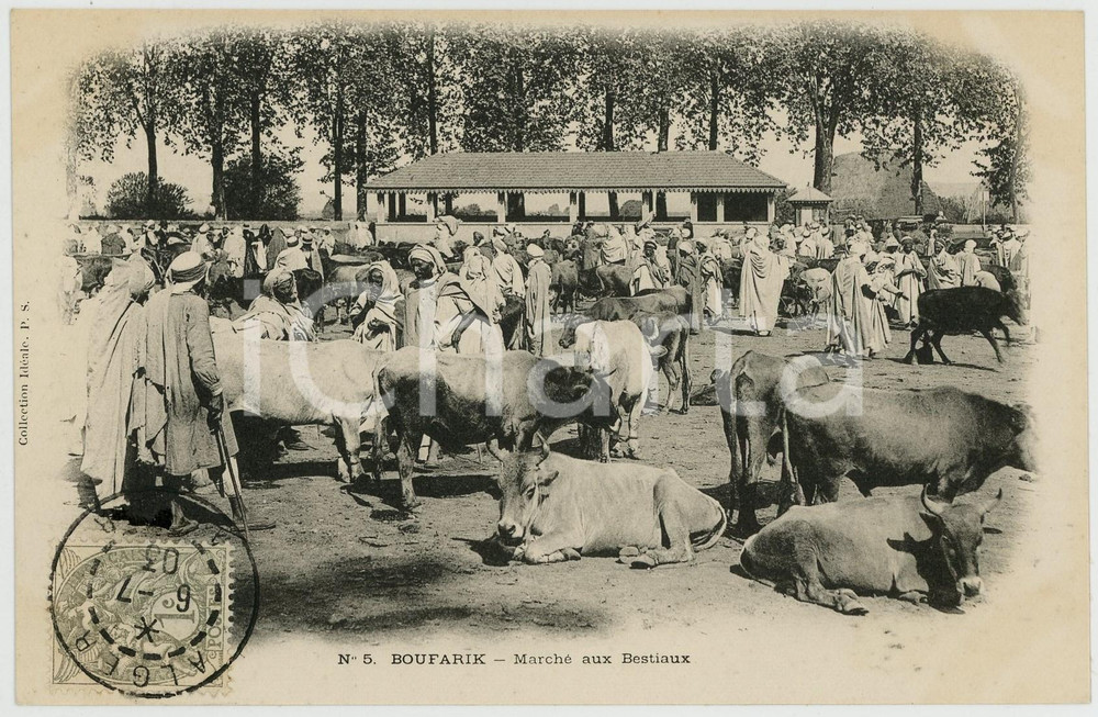 1903 BOUFARIK - ALGERIE Marché aux bestiaux - Carte postale n.5 FP VG  Cartolina postale d'epoca, viaggiata.EDITORE: Collection Id&eacute;al PSCONDIZIONI: FAIRFORMATO: FP    originale e autentica 1