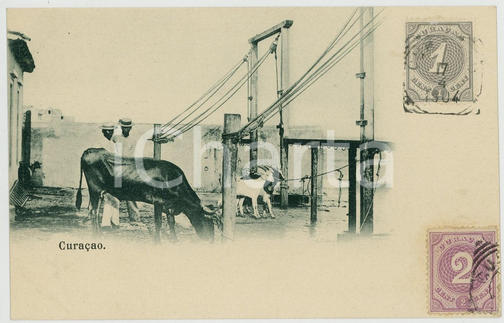 1904 CURAÇAO (Netherlands Antilles) Men with cattle - ANIMATED postcard  Cartolina postale d'epoca, con bolli e timbri al recto.CONDIZIONI: GFORMATO: FP    originale e autentica 1