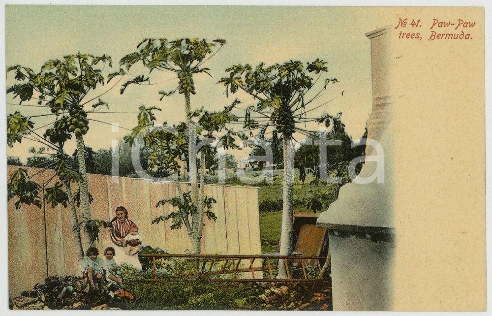 1910 ca BERMUDA Paw-paw trees - Old chromo ANIMATED postcard  Cartolina postale d'epoca, non viaggiata.CONDIZIONI: GFORMATO: FP    originale e autentica 1