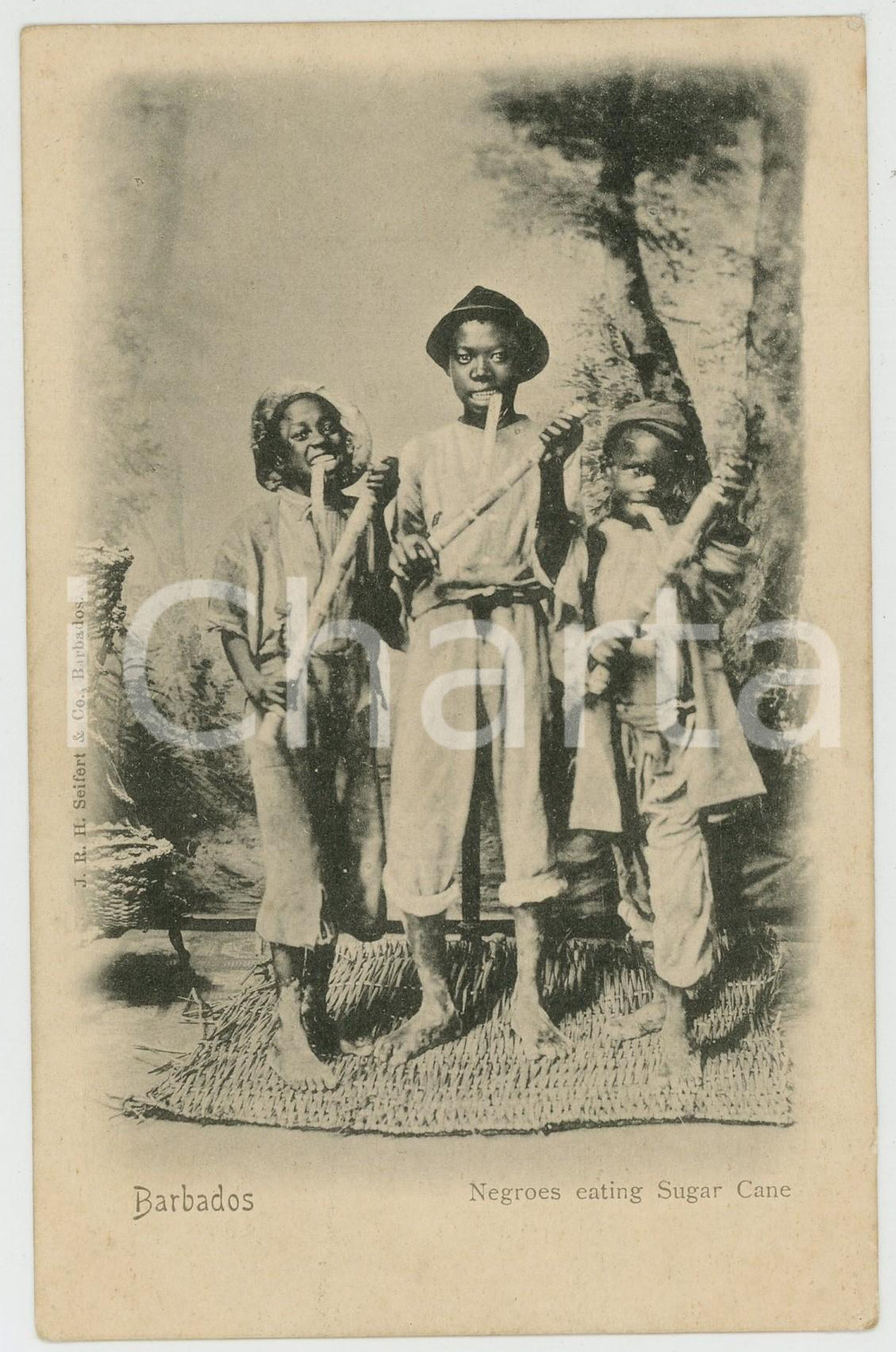 1900 ca BARBADOS Negroes eating sugar cane - Postcard TYPES ETHNIC  Cartolina postale d'epoca, non viaggiata.CONDIZIONI: FAIR (lievi piegature angolari)FORMATO: FP    originale e autentica 1