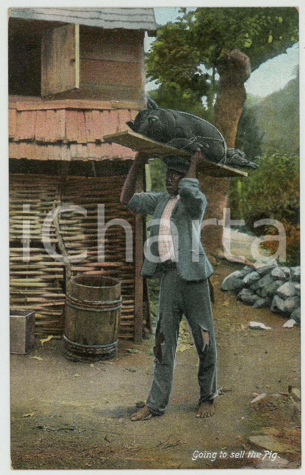 1910 ca JAMAICA Going to sell the pig  - Old chromo postcard  Cartolina postale d'epoca, non viaggiata.CONDIZIONI: G FORMATO: FP    originale e autentica 1