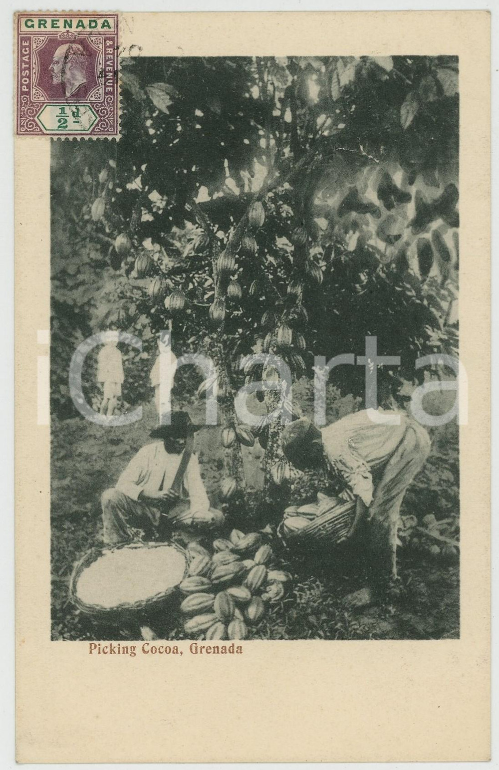 1904 GRENADA Picking Cocoa - ANIMATED ETHNIC Postcard  Cartolina postale d'epoca, viaggiata.CONDIZIONI: GFORMATO: FP    originale e autentica 1