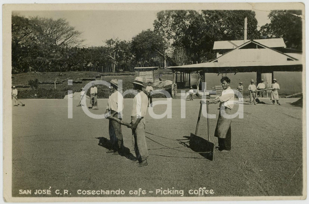 1935 SAN JOSÉ (COSTA RICA) OLD CRAFTS - Picking coffee *RPPC Postcard Cartolina postale d'epoca, viaggiataCONDIZIONI: POOR (piegature angolari)FORMATO: FP    originale e autentica 1